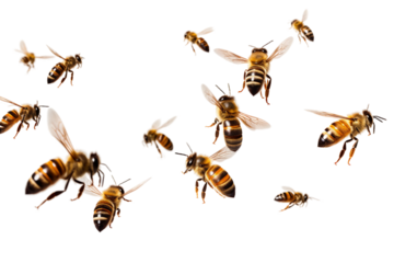 flying bees isolated on transparent background