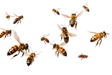 Fotobehang flying bees isolated on transparent background © dobok