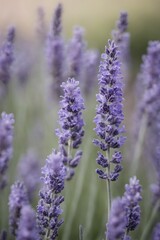 Obraz premium Violet lavender field. Lavanda purple flowers beautiful sunshine blooming in a garden, Latvia