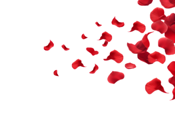 rose petals flying isolated on transparent background