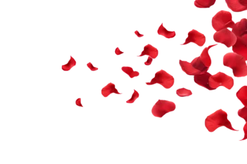 Fotobehang rose petals flying isolated on transparent background © dobok