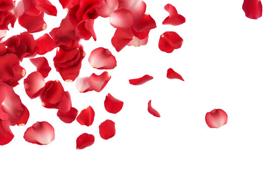 rose petals flying isolated on transparent background