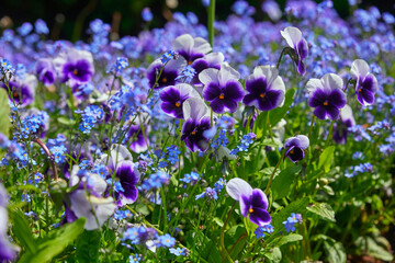 Beautifully colorful horned violets in the flower bed.