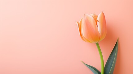 A peach fuzz, orange and pink shade tulip and copy space