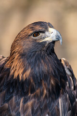 Golden Eagle Aquila chrysaetos living in the Northern Hemisphere