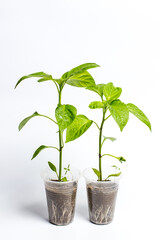 Small sprouts of seedlings in plastic cups, growing vegetables