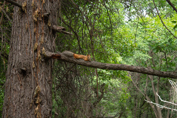 When in the forest...