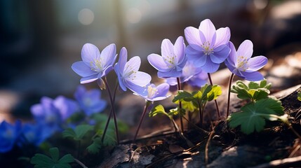 The forest is filled with beautiful spring flowers that bloom. hepatica hepatica nobilis is a stunning flower. - obrazy, fototapety, plakaty