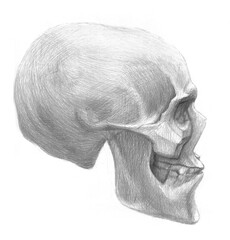 Pencil drawing skull. Side view