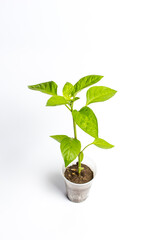 Fototapeta na wymiar Small sprouts of seedlings in plastic cups, growing vegetables