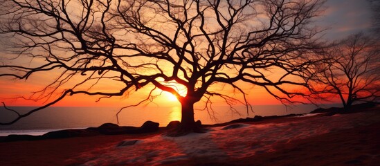 Sunrise illuminating tree's bare branches.