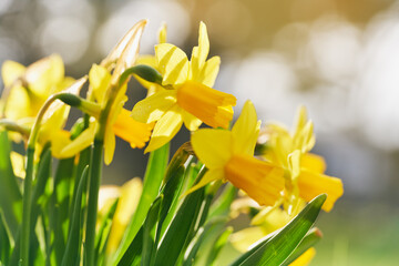 Jonquil in meadow. Spring flower and defocused nature background - 697393218