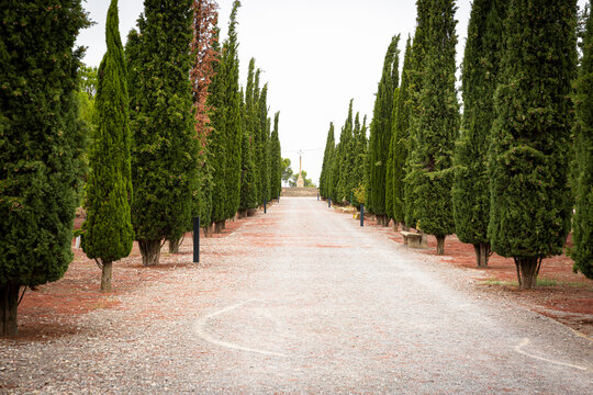 cypress trees in the park of Sant Eloi - Tarrega, Province of Lleida, Catalonia, Spain