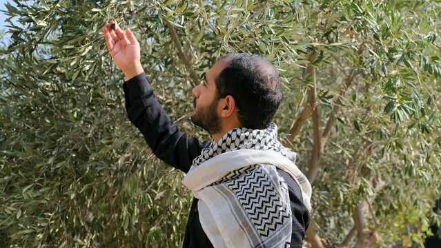 male wearing keffiyeh in olive tree field with angry look on his face and victory