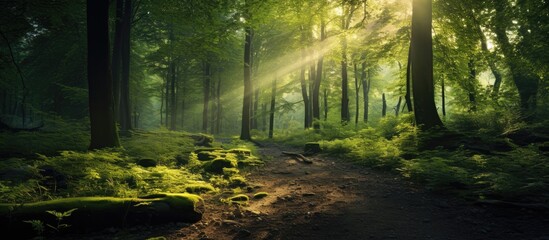 Beautiful green forest with sunlight, perfect for wallpaper.
