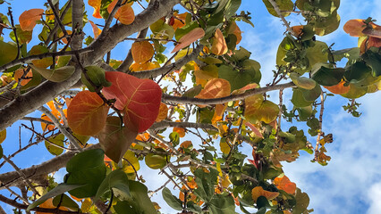 Colorful Leaves in Key West Florida