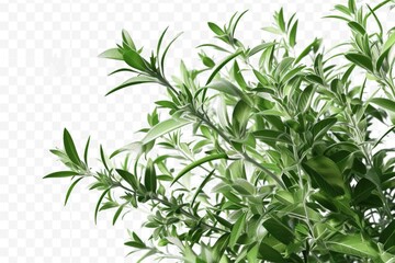 Obraz premium A detailed view of a plant with vibrant green leaves. Perfect for adding a touch of nature to any project