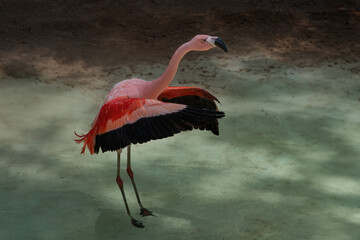 Chilean Flamingo flapping wings (Phoenicopterus chilensis) - obrazy, fototapety, plakaty