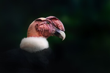 Andean Condor bird (Vultur gryphus)