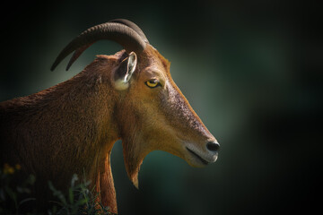 Barbary Sheep portrait (Ammotragus lervia)