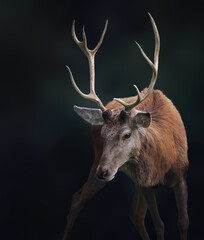 Male Red Deer with antlers (Cervus elaphus)