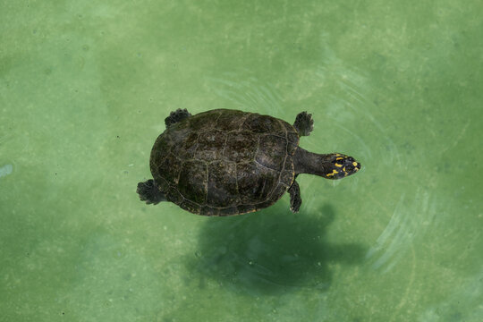 Yellow-spotted River Turtle (Podocnemis unifilis) on water