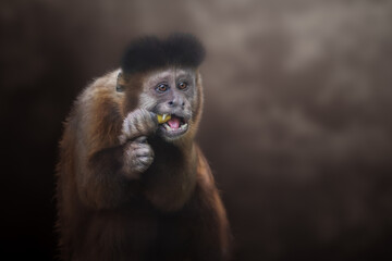 Black Capuchin Monkey eating (Sapajus nigritus)