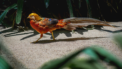 Golden Pheasant (Chrysolophus pictus) - Ornamental Bird