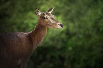 Naklejka na ściany i meble Female Red Deer (Cervus elaphus)