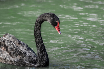 Black Swan on water (Cygnus atratus)
