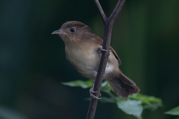 The Javan fulvetta (Alcippe pyrrhoptera) is a species of bird in the family Alcippeidae. It is endemic to Indonesia