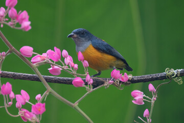 Fototapeta premium The orange-bellied flowerpecker (Dicaeum trigonostigma) is a species of bird in the family Dicaeidae