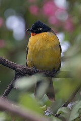Pycnonotus melanicterus. While in English it is called Black-crested Bulbul