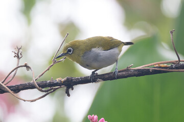 Fototapeta premium The sangkar white-eye (Zosterops melanurus) is a bird species in the family Zosteropidae.