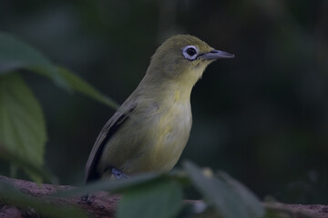 Obraz premium The sangkar white-eye (Zosterops melanurus) is a bird species in the family Zosteropidae.