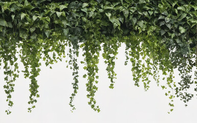 A stunning photo featuring a transparent PNG image of vibrant green ivy vines against a crisp white background.