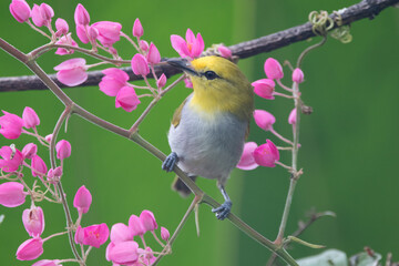 The sangkar white-eye (Zosterops melanurus) is a bird species in the family Zosteropidae.