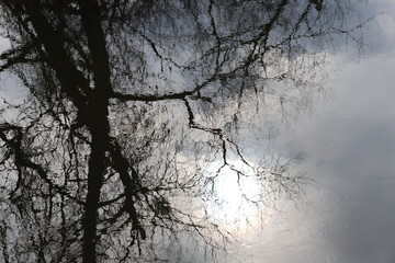 branches of a tree in winter