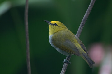 Obraz premium The sangkar white-eye (Zosterops melanurus) is a bird species in the family Zosteropidae.