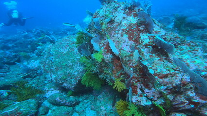 colorful pacific coral reef 