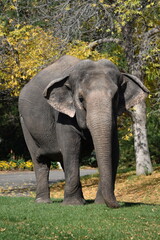 Fototapeta premium Lucy the Elephant on a Fall Stroll