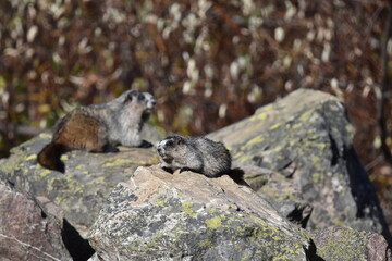 Hoary Marmots Sunbathing