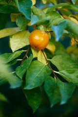 Orange persimmon lies on green leaves on a tree branch