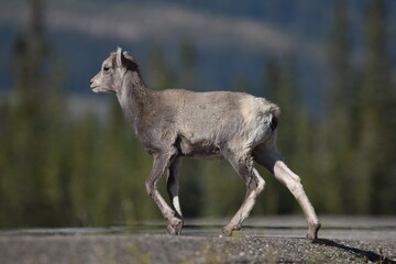 Bighorn Sheep Lamb Crossing a Highway