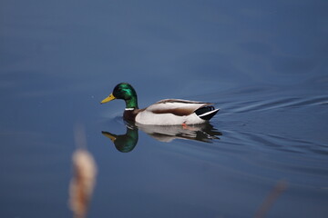 Mallard in Spring 2