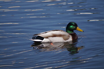 Fototapeta premium Mallard in Spring 1