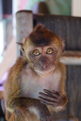 Portrait of A Monkey Named Linda 2
