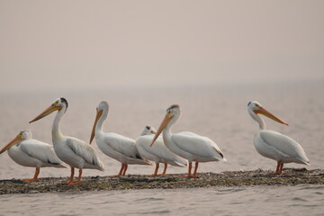 Obraz premium Pelican Line-up 2