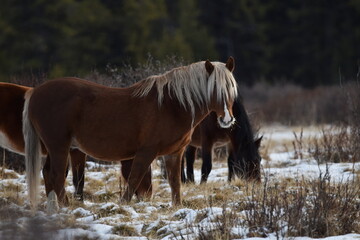 Wild Rocky Mountain Stallion