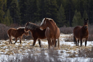 Rocky Mountain Horses 2